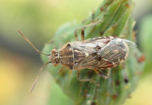 Liorhyssus hyalinus